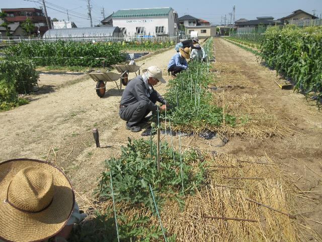 r70514実践スイカ3