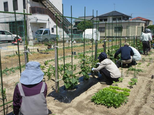 r70514キュウリ2