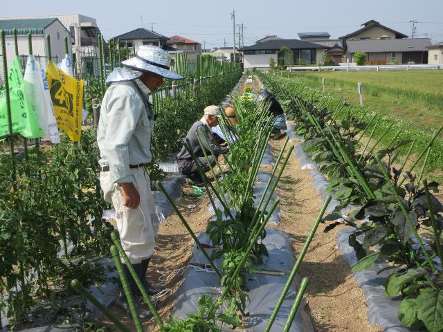 R70520実践ピーマン2