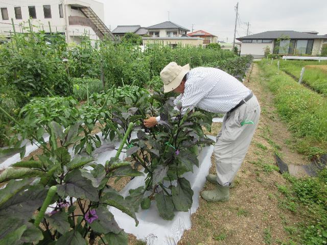 r70611ナス誘引