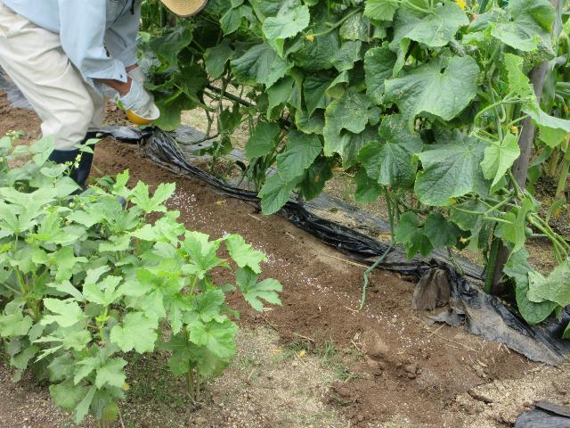 r70613実践コースキュウリ追肥