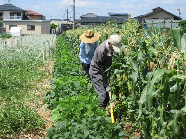 r7実践コーストウモロコシ追肥