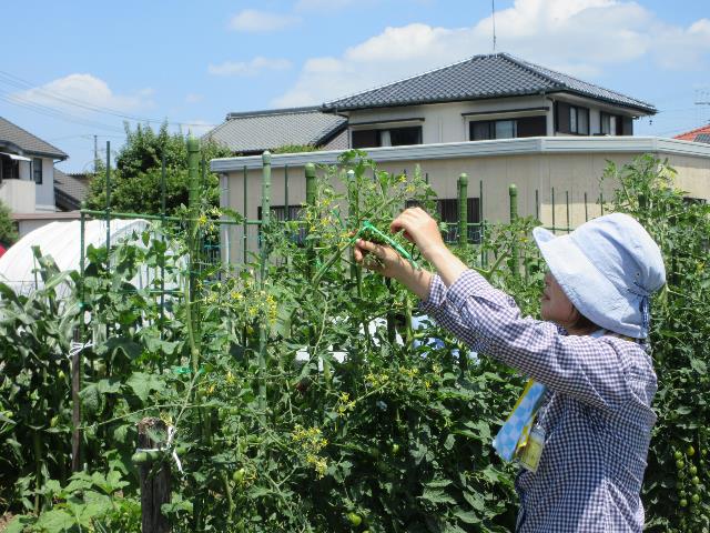 r7トマト摘芯２