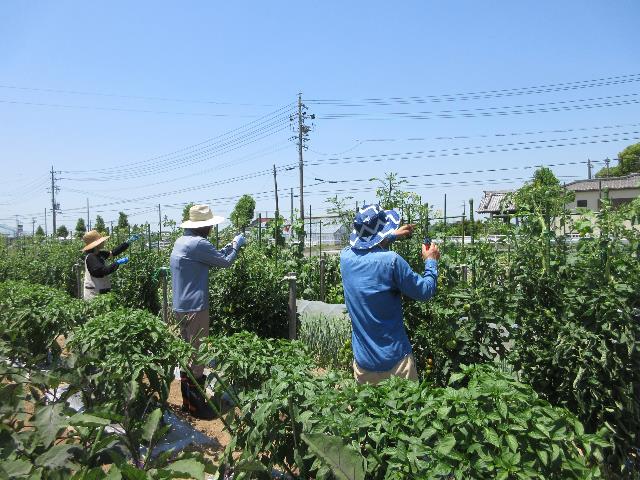 r7トマト摘芯３