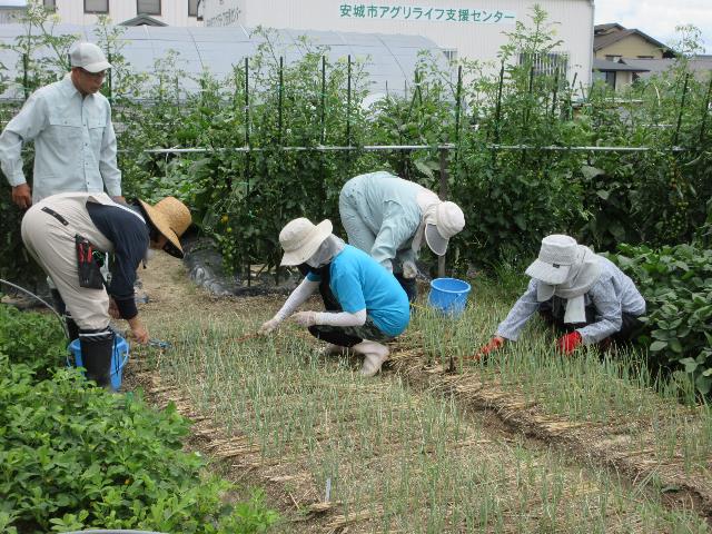 r7仮植ネギ追肥２