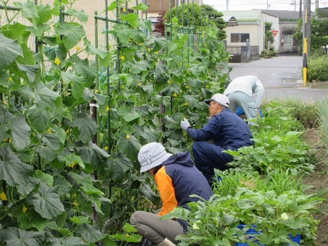 r7キュウリ収穫