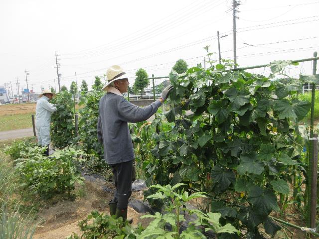 r70701実践キュウリの管理