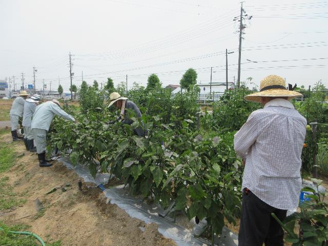 r70701実践ナスの管理