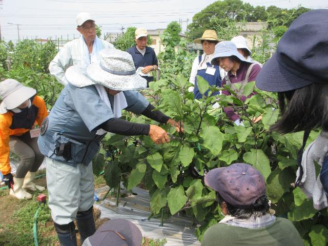 r70704ナス摘芯１