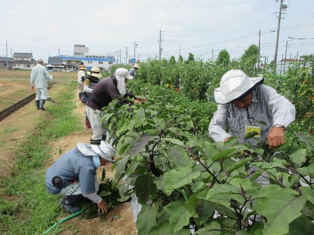 r70704ナス摘芯２