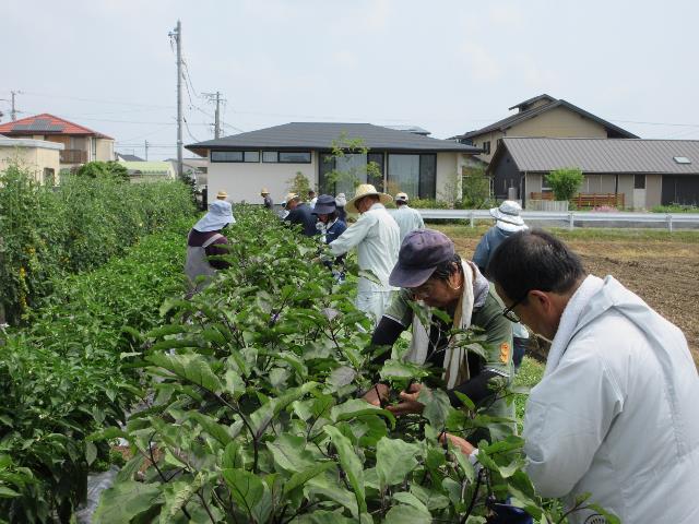r70704ナス摘芯３