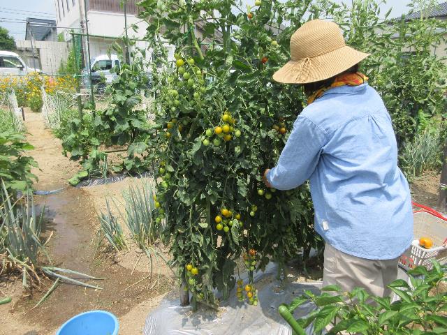 r70709野菜の管理１