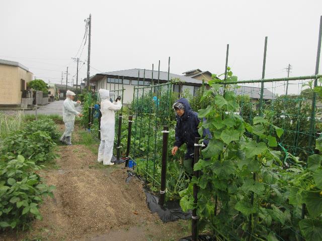 r70718キュウリ片付け2