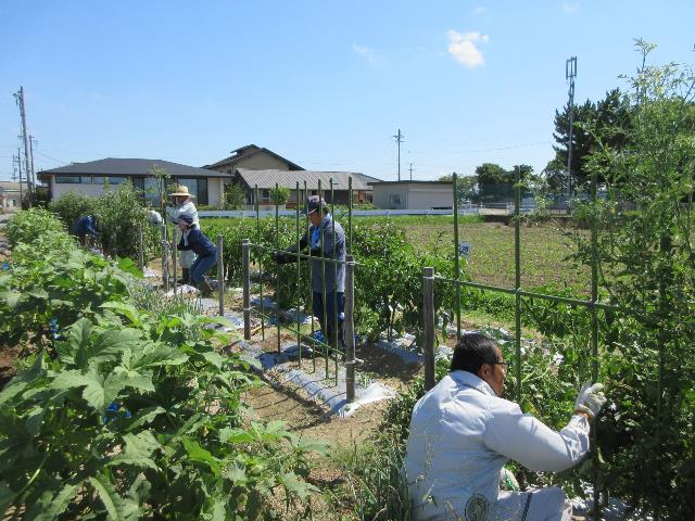r70724トマト片付け2