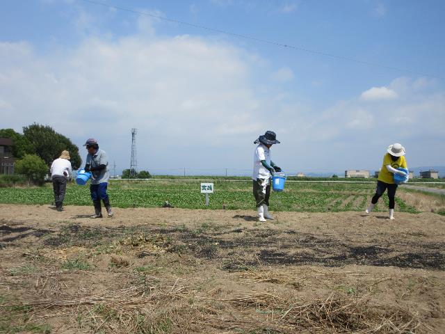 r70731実践苦土石灰散布