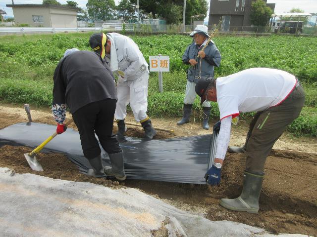 r70912レタス2