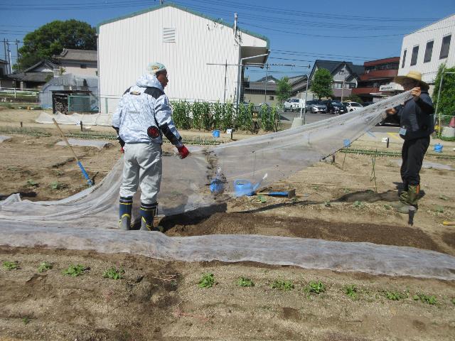 r70917ダイコン播種3