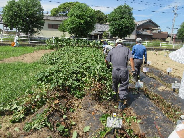 r70926サツマイモ1