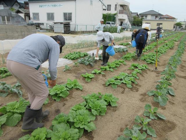 r71003鶏ふん2