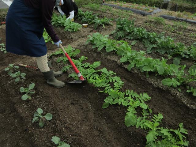 r71008ダイコン追肥1