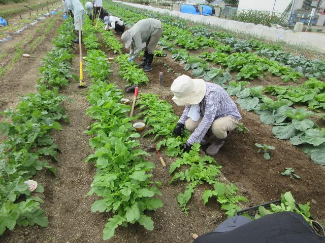 r71008ダイコン追肥2