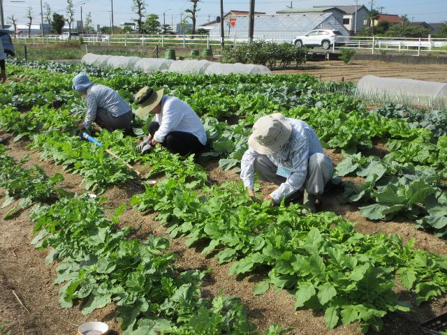 r71008ダイコン追肥3