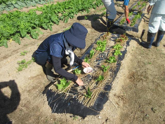 r71010レタス追肥1