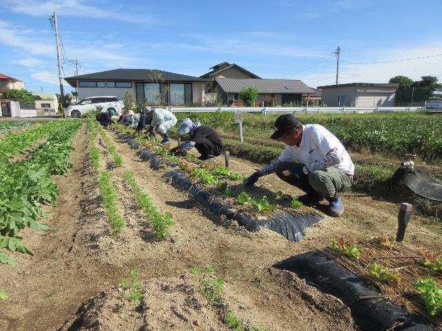 r71010レタス追肥2