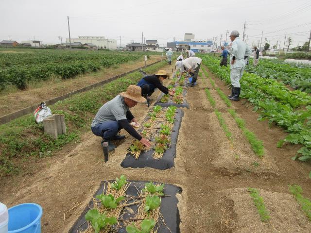 r71010レタス追肥3