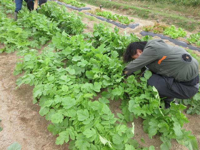 r71015ダイコン間引き1