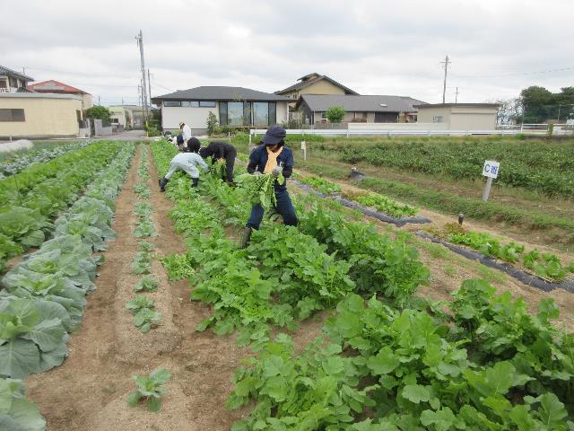 r71015ダイコン間引き2