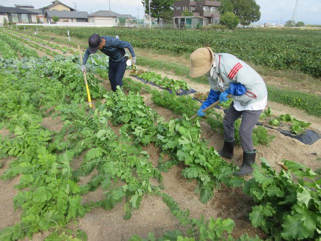 r71015実践コース追肥1