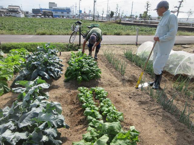 r71015実践コース追肥2