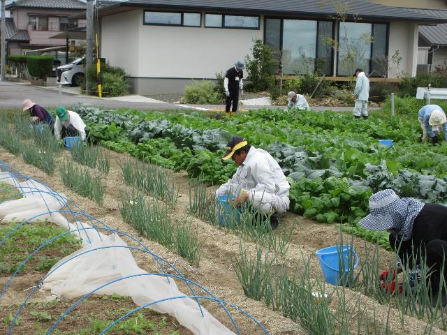 r71015枯れ葉取り2