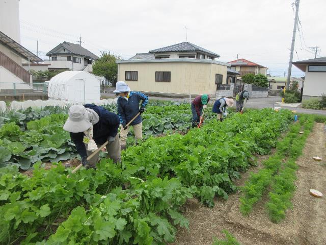 r71022ダイコン追肥1