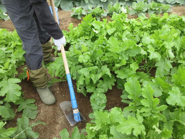 r71022ダイコン追肥2