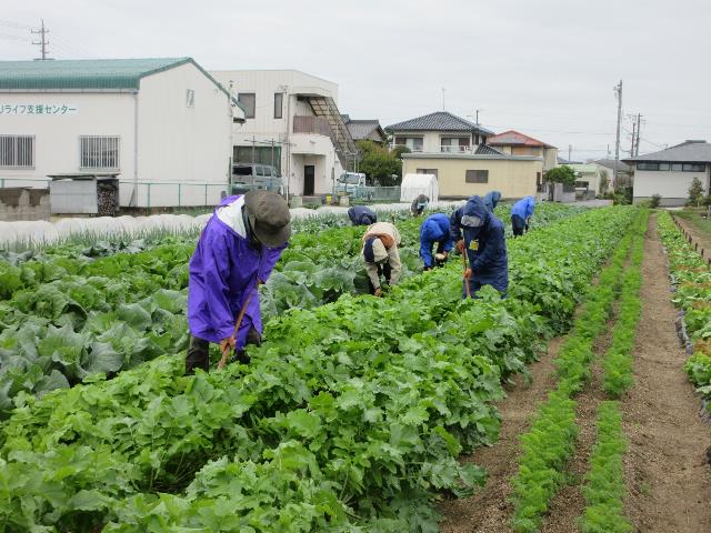 r71022ダイコン追肥3
