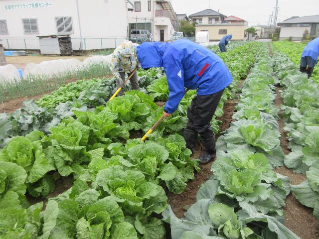 r71022ハクサイ追肥3