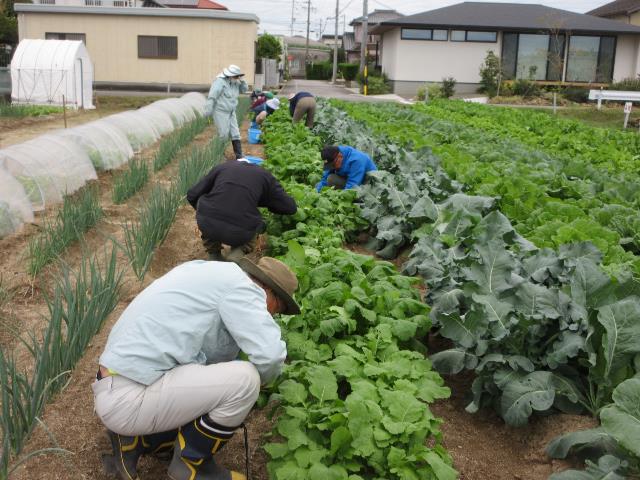r71022カブ間引き1