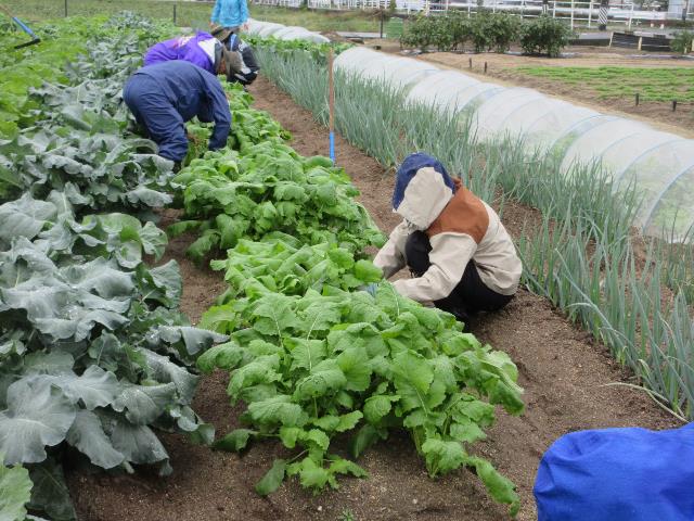 r71022カブ間引き2