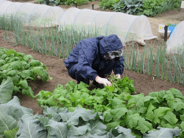 r71022カブ間引き3