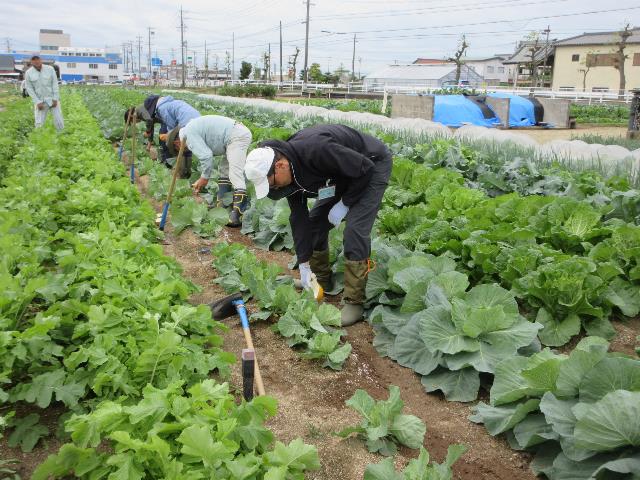r71022キャベツ追肥1