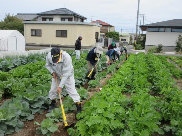 r71022キャベツ追肥2