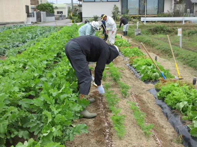 r71022ニンジン追肥1