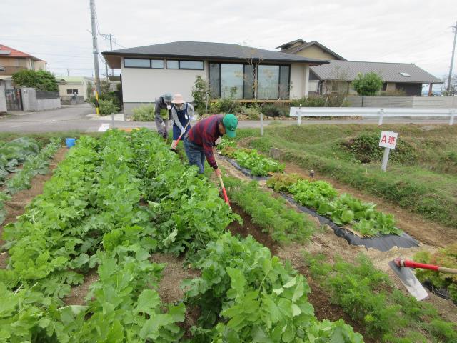 r71022ニンジン追肥2