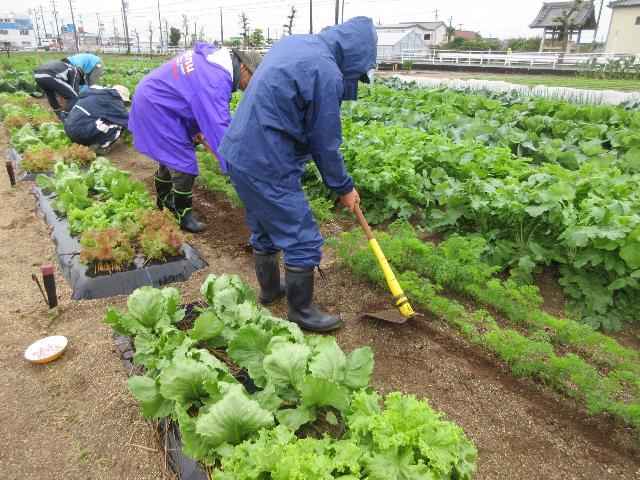 r71022ニンジン追肥3