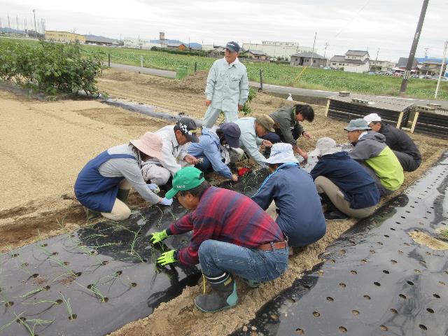 r71022タマネギ定植1