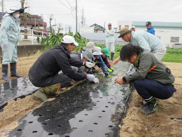 r71022タマネギ定植2