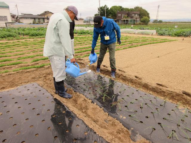 r71022タマネギ定植3