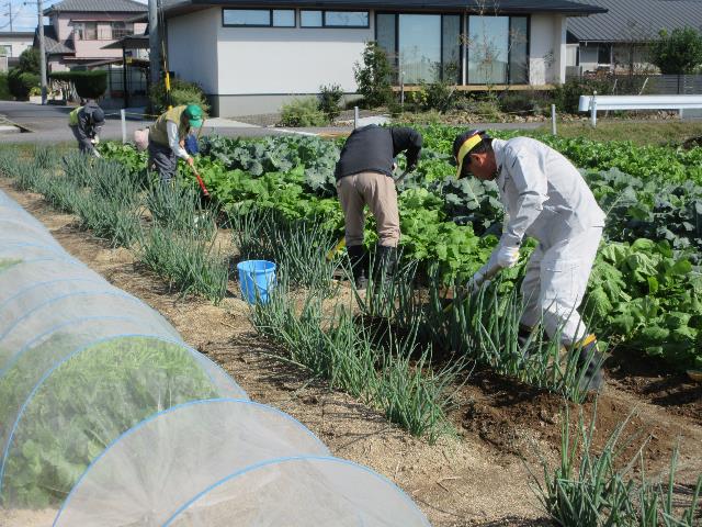 r71029太ネギ土寄せ2